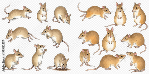 Set of cute bandicoot illustrations in various poses, isolated on a transparent background.