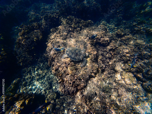 Foto Shallow Seascape Over Coral and Stones