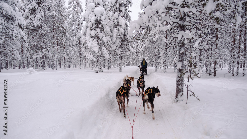 Obraz premium Explore the magical winter wonderland of Akaslompolo, where a team of eager sled dogs navigates through pristine snow-covered forests. Adventure awaits in every snowflake.