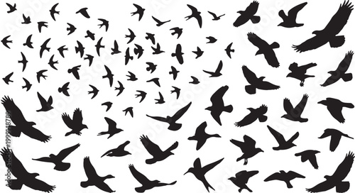 Large collection of flying bird silhouettes including eagles, hawks, and pigeons isolated on white background for nature design and migration concepts.
