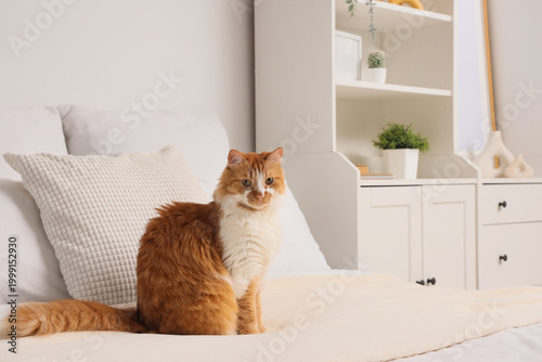 Cute fluffy cat sitting on ...