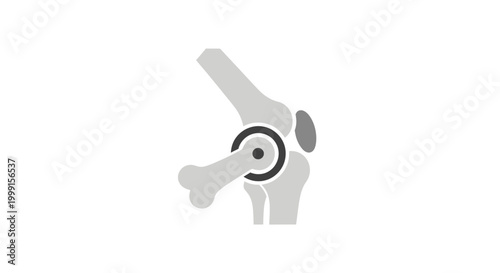 Knee Joint Anatomy Medical.