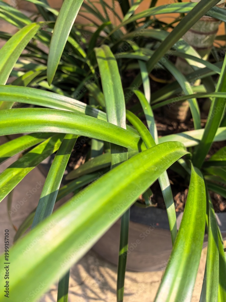 Obraz premium Sunlit Green Leaves in Garden Pot