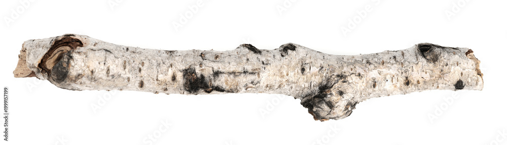 Fototapeta premium piece of birch driftwood isolated white background. piece of a broken tree branch. brushwood. wooden stick