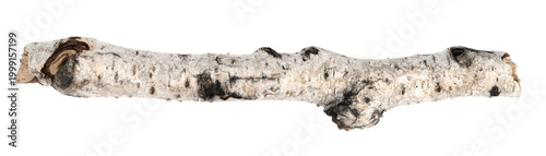 Photography piece of birch driftwood isolated white background