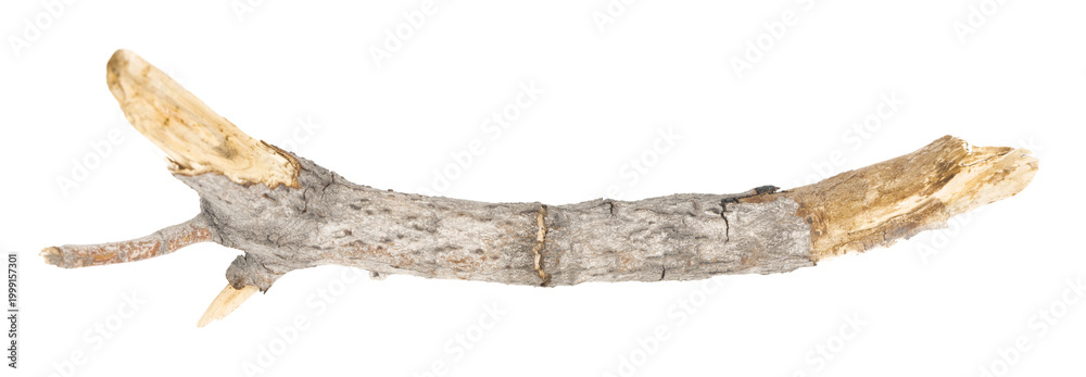 Fototapeta premium piece of driftwood isolated white background. piece of a broken tree branch. brushwood. wooden stick