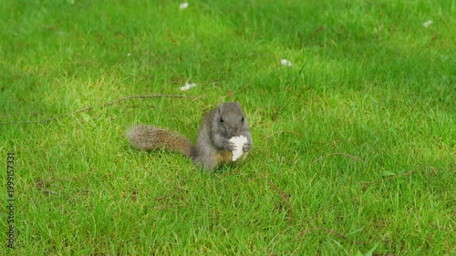 A wild squirrel foraging for food in the East Lake Scenic Area of ​​Wuhan.