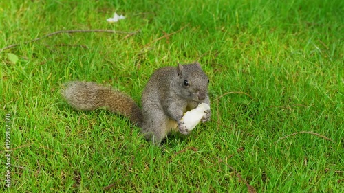 A wild squirrel foraging for food in the East Lake Scenic Area of ​​Wuhan.