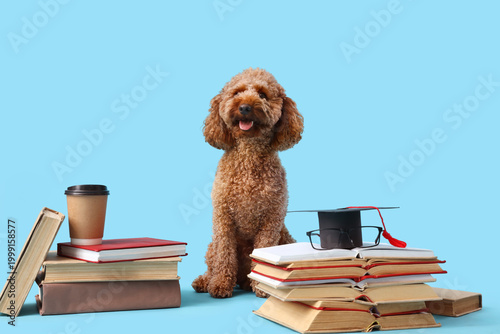 Cute Toy Poodle dog with bo...