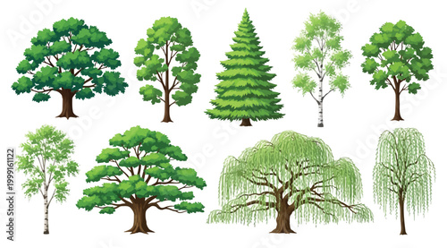 Collection of various deciduous and coniferous trees