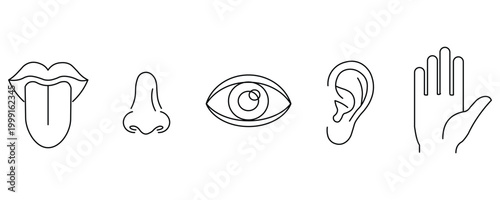 Set of five human senses icons tongue, nose, eye, ear, and hand, representing taste, smell, sight, hearing, and touch vector illustration