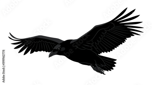 Detailed black raven bird flying silhouette illustration on white background