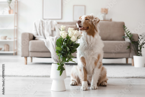 Cute Australian Shepherd do...