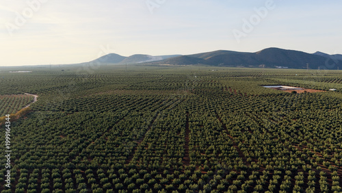 Aerial view showing large olive tree fields arranged in neat rows stretching towards hills in the rural landscape of Andalusia