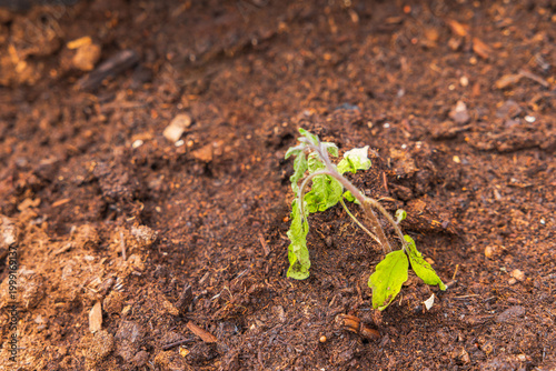 Close up view of weak tomato seedling struggling to grow in soil after planting in garden bed. Sweden.