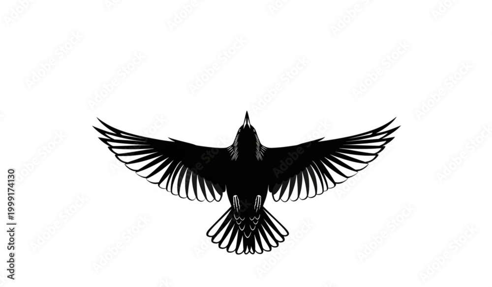 Fototapeta premium European starling flying silhouette bottom view dramatic wing perspective bird vector isolated on white background