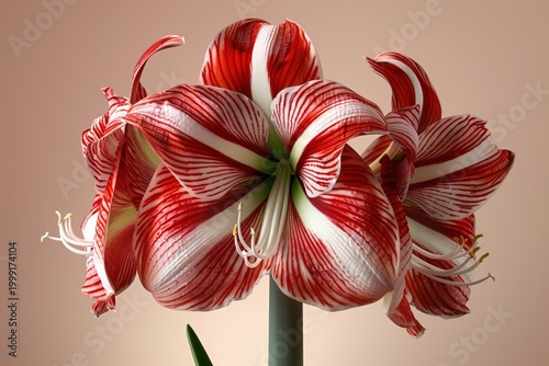 Red and white amaryllis flowers bloom indoors on a soft background in natural light during daytime
