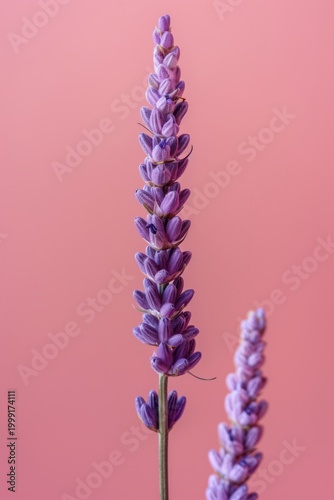 Purple flowers stand tall against a pink background showing nature's simple beauty and vibrant colors during daylight