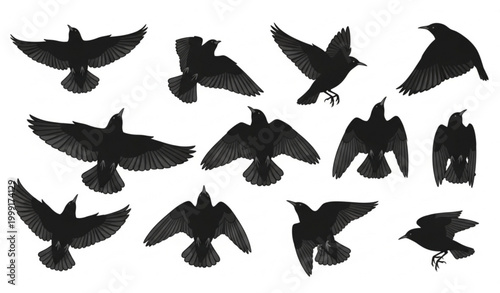Obraz na plátne European starling flying silhouette set with different wing positions bird fligh