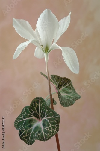 White flower with green and white leaves stands against a soft backdrop while sunlight highlights its structure and details