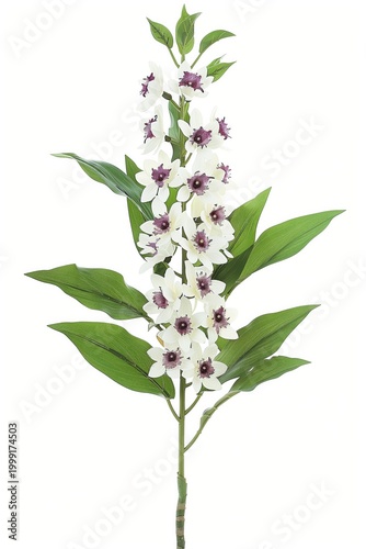 Orchid flower stem with white and purple blooms displayed against a white background