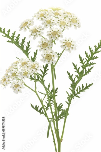 White flowering plant with green leaves found in a garden on a sunny day in spring