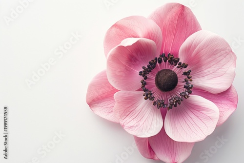 Bright pink flower with layered petals resting on a white background