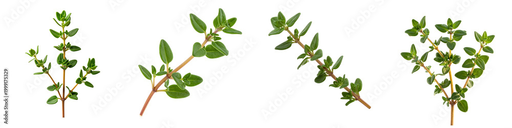 Fototapeta premium Four fresh green thyme sprigs arranged in row showing leaves and stems in macro detail