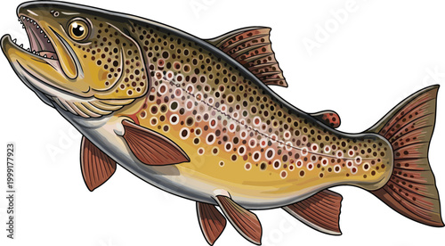 Realistic brown trout fish detailed illustration freshwater aquatic animal side view vector artwork isolated on white background for fishing and wildlife design