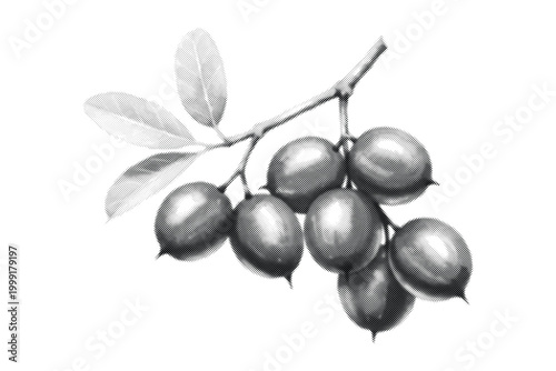 Halftone illustration of dark berries on a branch with leaves.