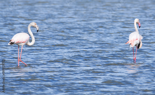 FLAMINGO