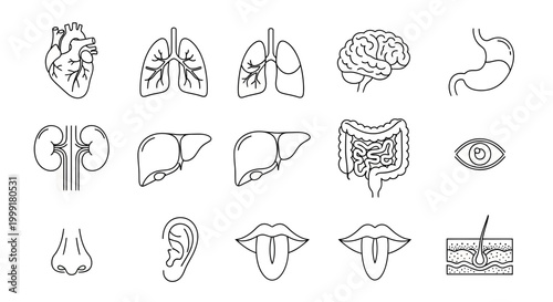 Human Internal Organs Line Icon Set, Vector Anatomy Symbols for Medical and Healthcare Education