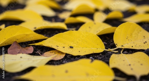 Fallen Yellow Leaves on Ground.