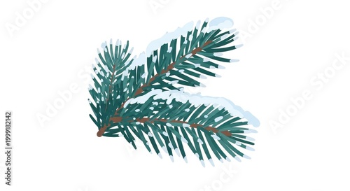Snow-covered Evergreen Branch Against White Background.