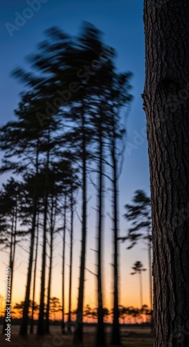 Sunset Silhouette of Tall Trees.