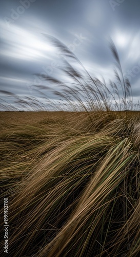 Wind-swept Grasses Under a Cloudy Sky.