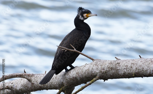 CORMORANT