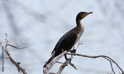 CORMORANT