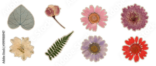 Photography Real pressed dried flowers sticker set with colorful blossoms and green leaf iso