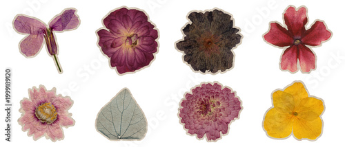 Photos Real pressed dried flowers sticker set isolated on black background with colorfu
