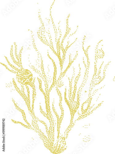 Delicate sea fan coral with textured branches against a clean white background