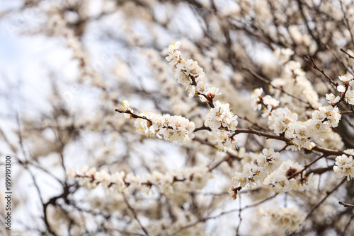 Blooming tree branches on s...
