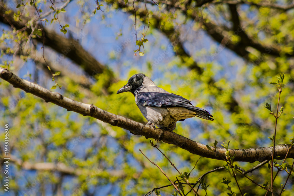 Obraz premium Crow in a tree