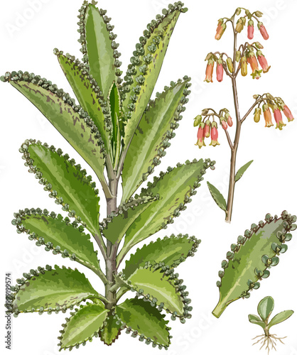 Photos Kalanchoe daigremontiana illustration