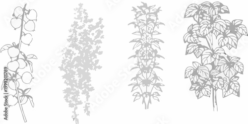 Botanical line art of five plant variants on white background