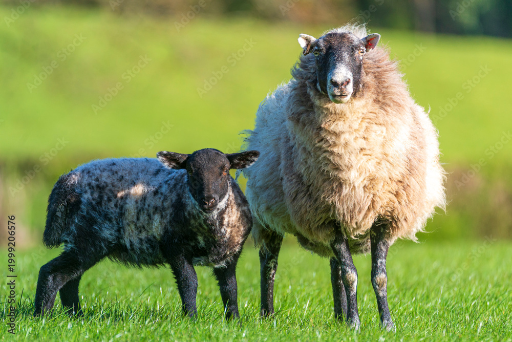 Fototapeta premium sheep and lamb