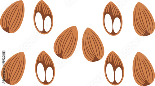 Natural almond illustration set with cracked shell and whole nut showing textured surface in clean isolated vector design