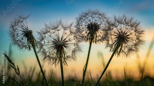 Dandelions stand together in a field during a sunset with their delicate seeds ready to be scattered.
