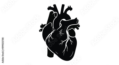 Human Anatomical Heart Silhouette for Cardiology and Heart Disease Awareness