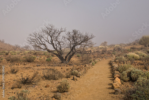 Obraz na płótnie Hiking trail through a misty shrubland on volcanic soil in Teide national park,